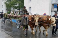 Ein Ochsengespann bringt den "Baum der Stadtgeschichte" auf dem einer Zeitleiste wichtige Ereignisse aus der Ortsgeschichte zugeordnet sind. © G. Prantl / OVTP